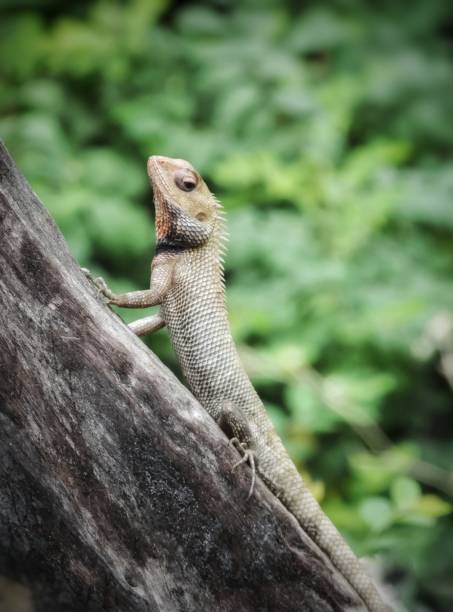 istock Close up of an lizard.. 1160517008