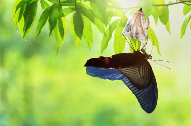 Photo of Butterfly change Chrysalis