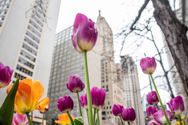 istock Tulips on blur city background, spring cloudy day 1160520799