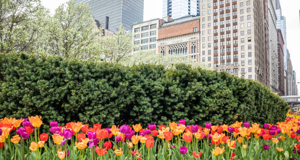 istock Tulips background, spring day in a park, Chicago, Illinois 1160520801