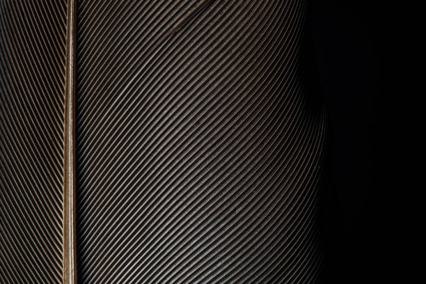 istock Fragment of birds feather 1160520860