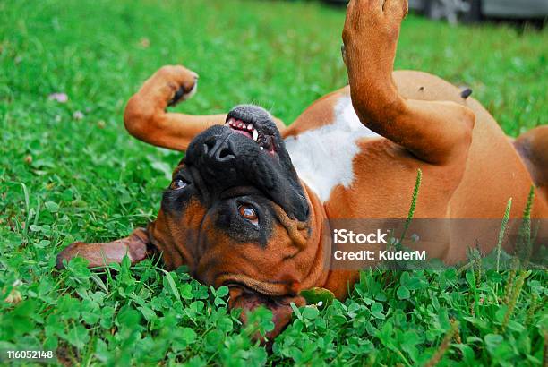 Веселыйбоксеры — стоковые фотографии и другие картинки Боксёр - собака - Боксёр - собака, Весёлый, Голова животного