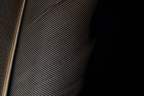 istock Fragment of birds feather 1160521515