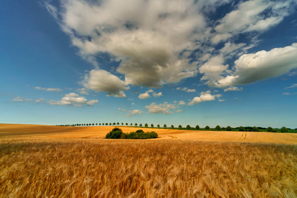 istock Field of ripening grain, Germany around Pasewalk 1160523259