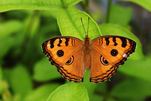 The Peacock Pansy,(Junonia almana)  butterfly on leaf with natural green background, Pattern similar to the eyes on the wing of orange color insect