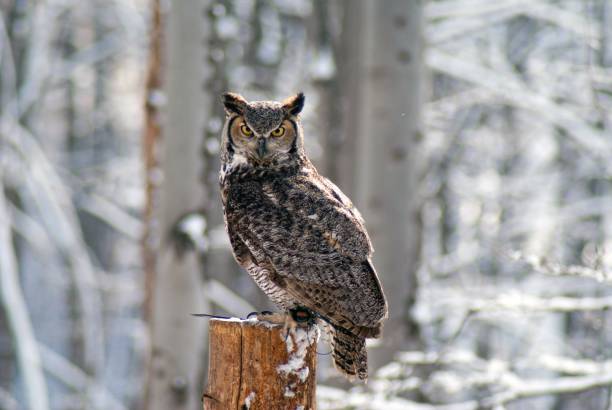 istock great homed owl bubo virginianus 1160524834