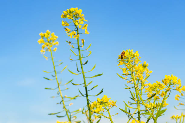 bee collecting honey from mustard flowers in blooming yellow field against the sky