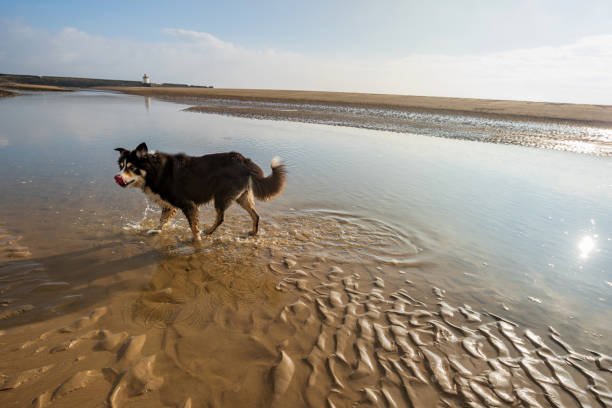 istock Border collie at the seashore 1160528063