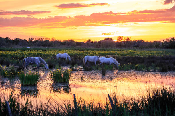 białe konie w camargue - camargue saintes maries de la mer bodies of water landscapes zdjęcia i obrazy z banku zdjęć