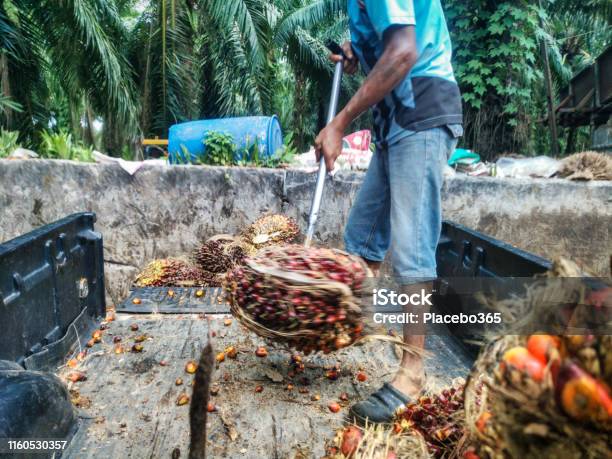 Man Unloading Palm Fruit From Pickup Truck Stock Photo - Download Image Now - Palm Oil, Industry, Crop - Plant