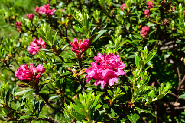 Rhododendron hirsutum, the hairy alpenrose is one of the species of Rhododendron native to the mountains of Europe.