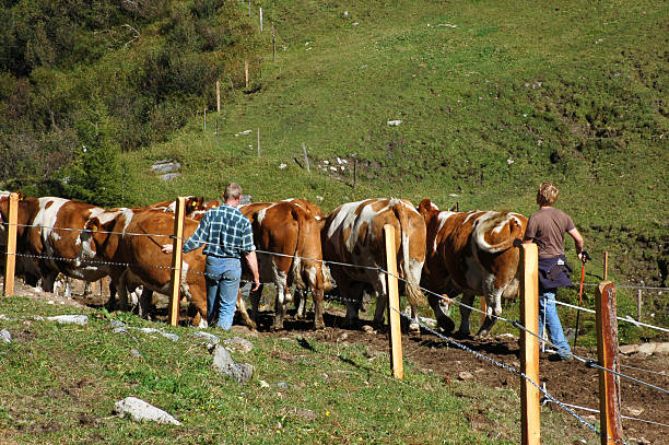 algumas pessoas manadas vacas - cattle drive - fotografias e filmes do acervo