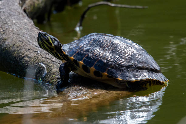 istock Yellow Bellied Slider 1160533344