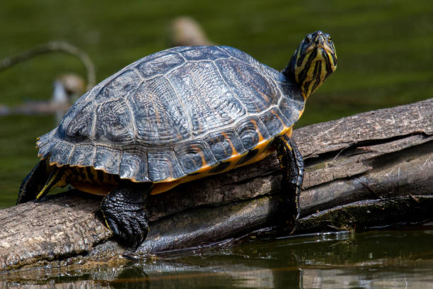istock Yellow Bellied Slider 1160533467