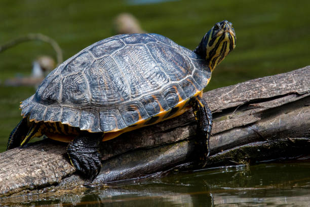 istock Yellow Bellied Slider 1160533524