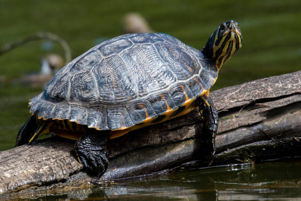 istock Yellow Bellied Slider 1160533620