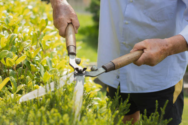 istock male hands pruning a bush with a pair of big shears 1160533621