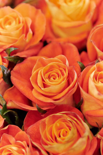 Orange Roses Stock Photos, Pictures & Royalty-Free Images - iStock