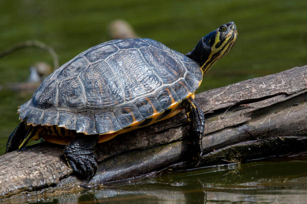 istock Yellow Bellied Slider 1160534280