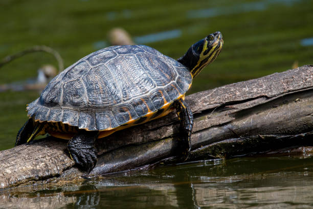 istock Yellow Bellied Slider 1160534437