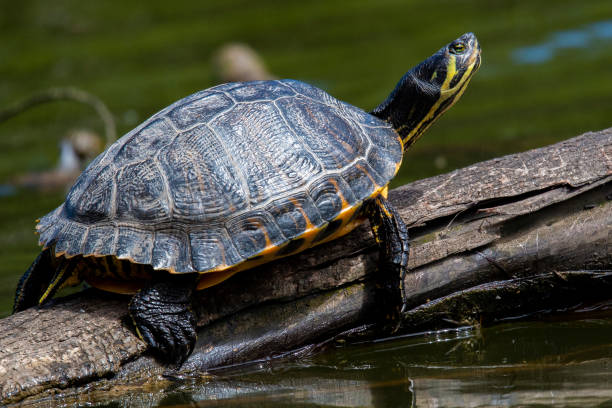 istock Yellow Bellied Slider 1160534669