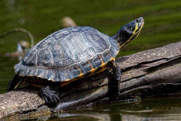 istock Yellow Bellied Slider 1160535041