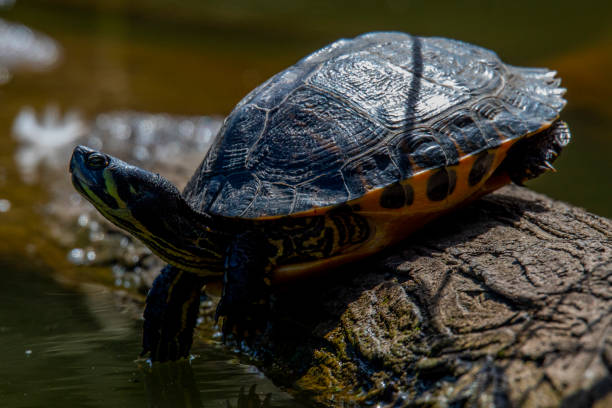 istock Yellow Bellied Slider 1160535658