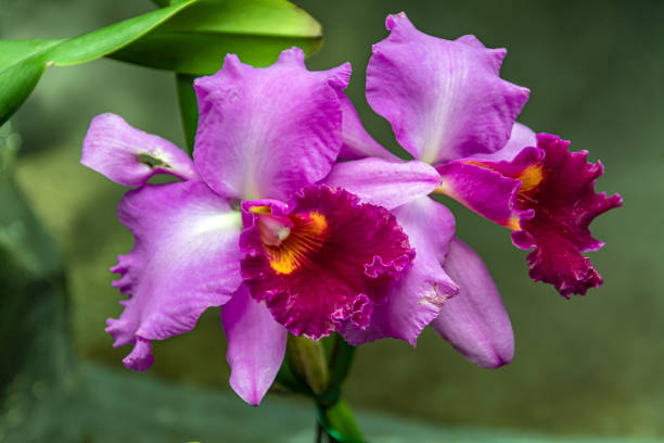 istock Purple Cattleya Orchids 1160535685