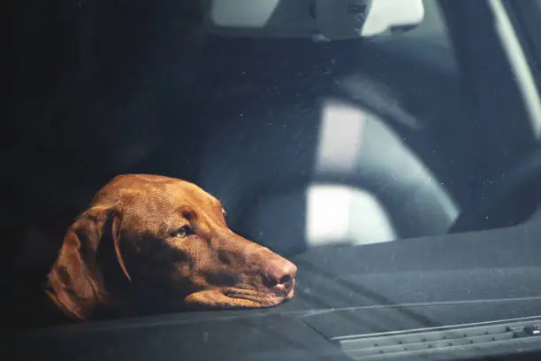 Dreary dog left alone in locked car. Abandoned animal concept.