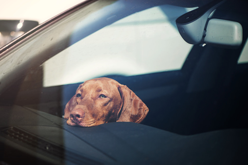 Dog left alone in locked car. Abandoned animal concept.