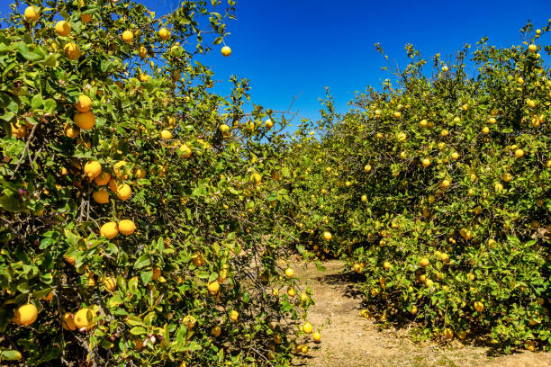 istock Lemon trees in Elche near Alicante in Spain 1160536320