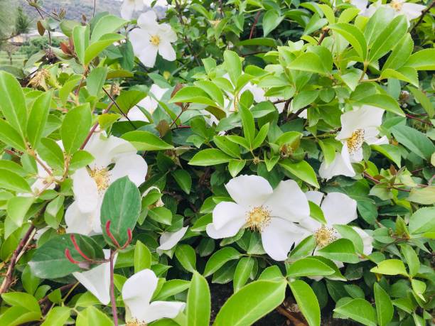 istock Beautiful White & green flowers 1160537154
