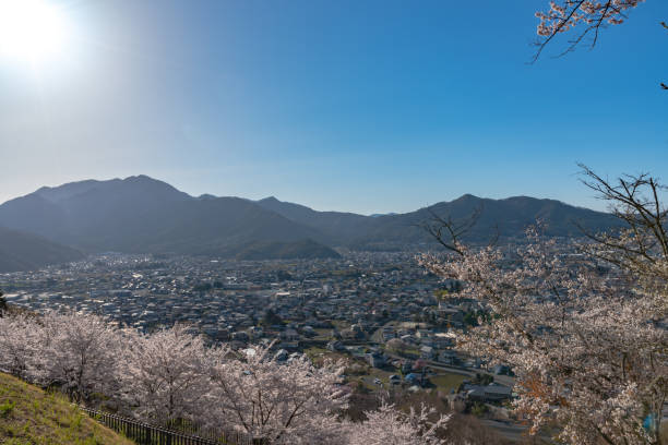 istock Full bloom beautiful pink cherry blossoms flowers ( sakura ) in springtime 1160537212