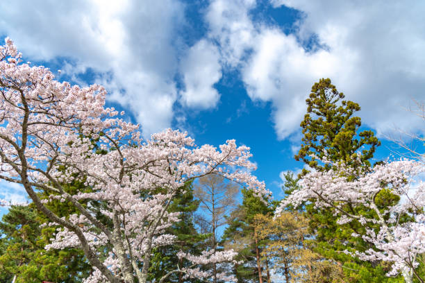 Full bloom beautiful pink cherry blossoms flowers ( sakura ) in springtime