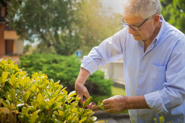 older man gardening stock photo