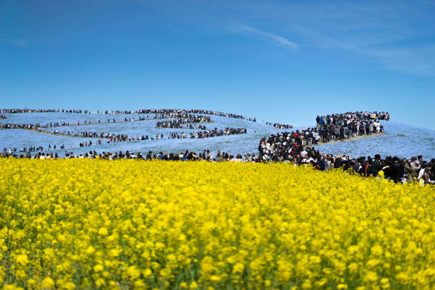 reforma żółtego kwiatu , nemophila - mustard plant mustard field clear sky sky zdjęcia i obrazy z banku zdjęć