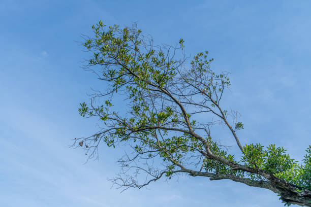 istock Part of green tree on blue sky background 1160539682
