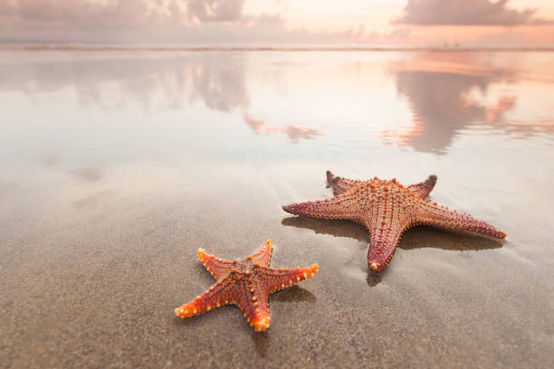 istock Two starfish on sea beach at sunset 1160539764