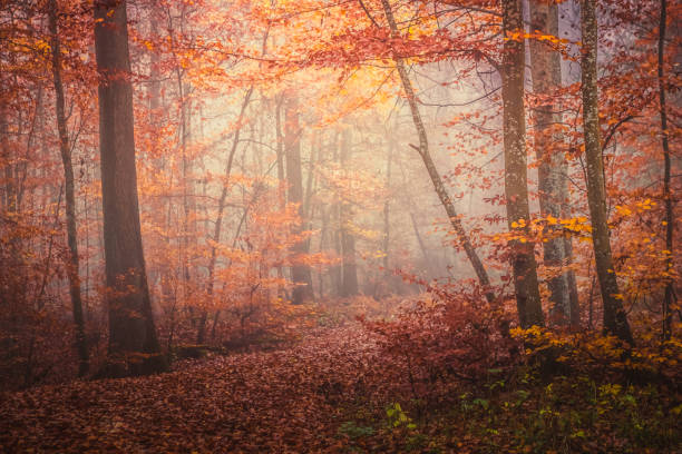 istock Magic autumn forest, romantic, misty, foggy landscape 1160541832