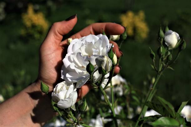 istock Flowers and flowers 1160541868