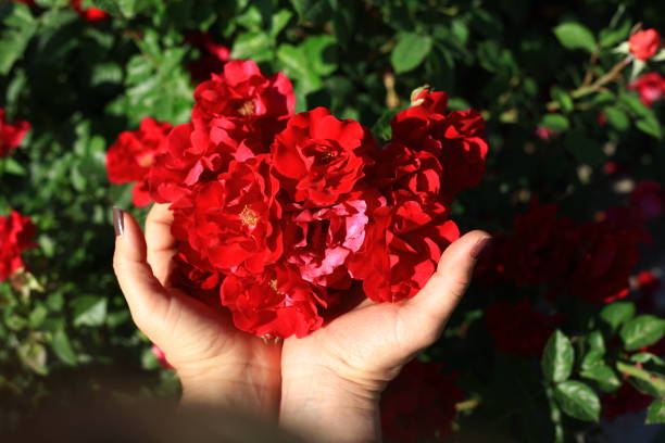 istock Flowers and flowers 1160541998