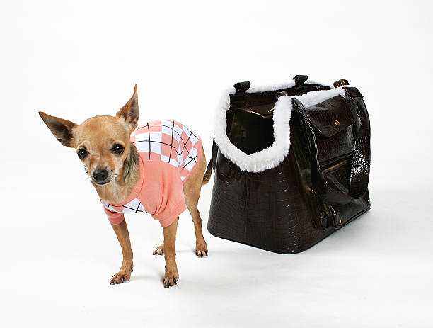 chihuahua dog in handbag