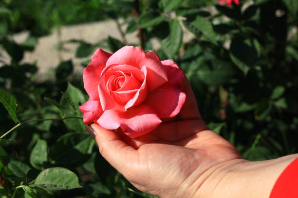 istock Flowers and flowers 1160542848