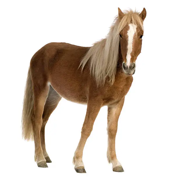 Shetland pony (2 years) in front of a white background.