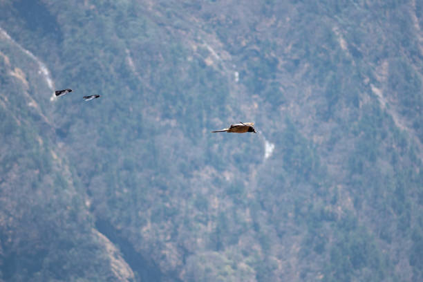 istock Hawk and two choughs in flight over mountain landscape 1160544782