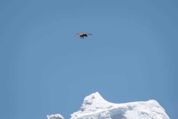 istock Hawk flying over Mount Kangtega summit in Nepal 1160544892