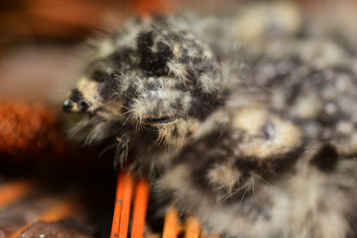 Tiny chick, recently hatched, staying motionless so as to remain undetected by predators, aided by its camouflage which blends in nicely with the surrounding sand in the understory of a pineland. Photo taken at Goethe state forest in central Florida. Nikon D750 with Nikon 200mm Macro lens.