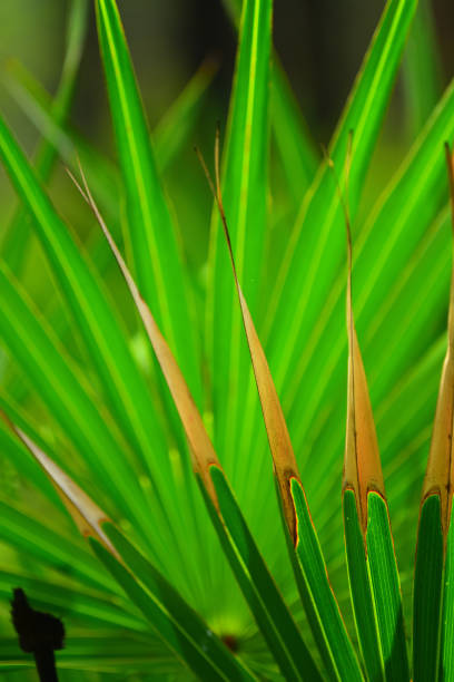 épandant, rétroéclairé saw palmetto frondes avec des pointes de feuilles décolorées et fronde saine à l'arrière-plan - enviornment controlled fire palmetto saw palmetto photos et images de collection