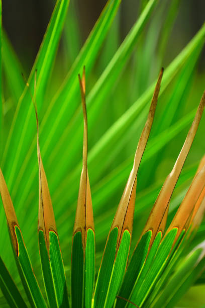 diffusion, rétroéclairé saw palmetto frondes avec des pointes beiges décolorées du feu - enviornment controlled fire palmetto saw palmetto photos et images de collection