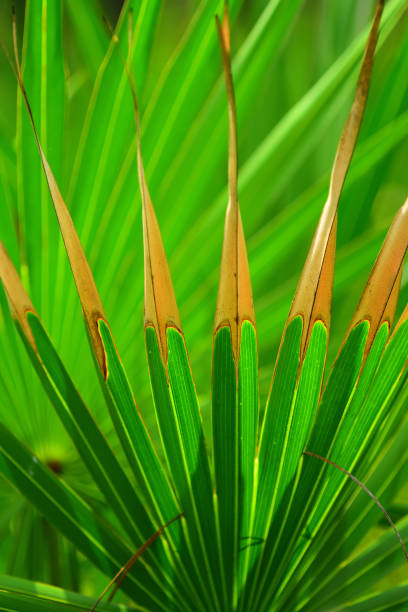 diffusion, rétroéclairé saw palmetto frondes avec des pointes de bronzage décolorée du feu - enviornment controlled fire palmetto saw palmetto photos et images de collection